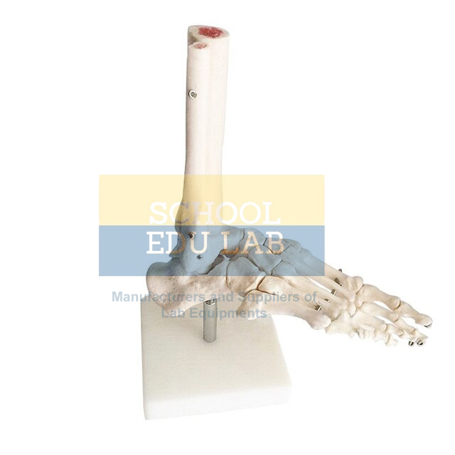 Life Size Foot Joint Model