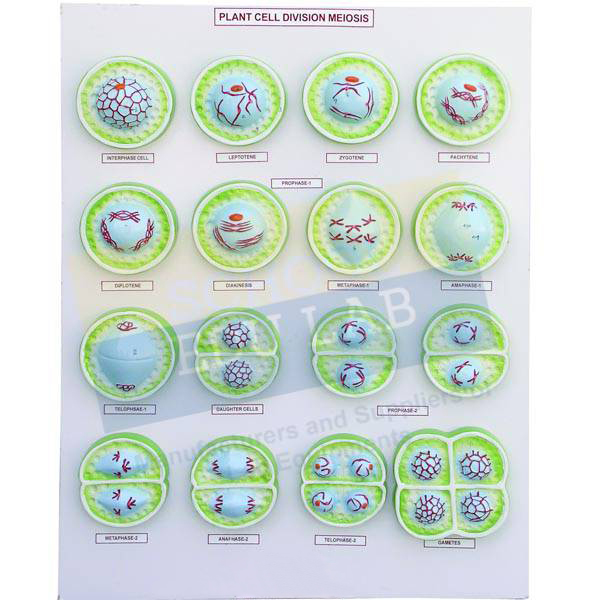 Animal Meiosis Model