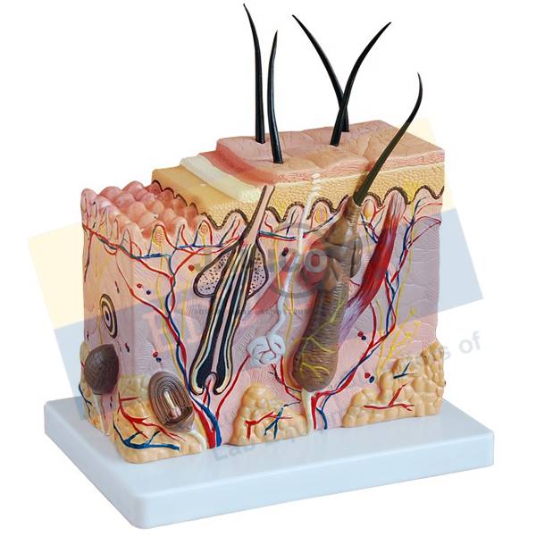 Human Skin Model