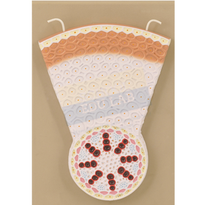 Monocot Root T.S. Model