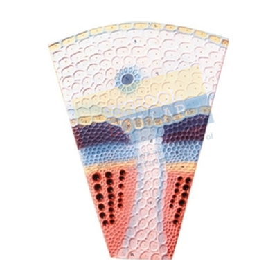 Dicot Stem T.S. Model