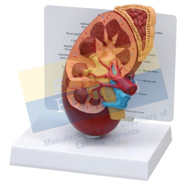 Human Kidney Model