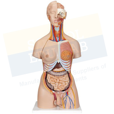 Human Torso Model (Full Size)
