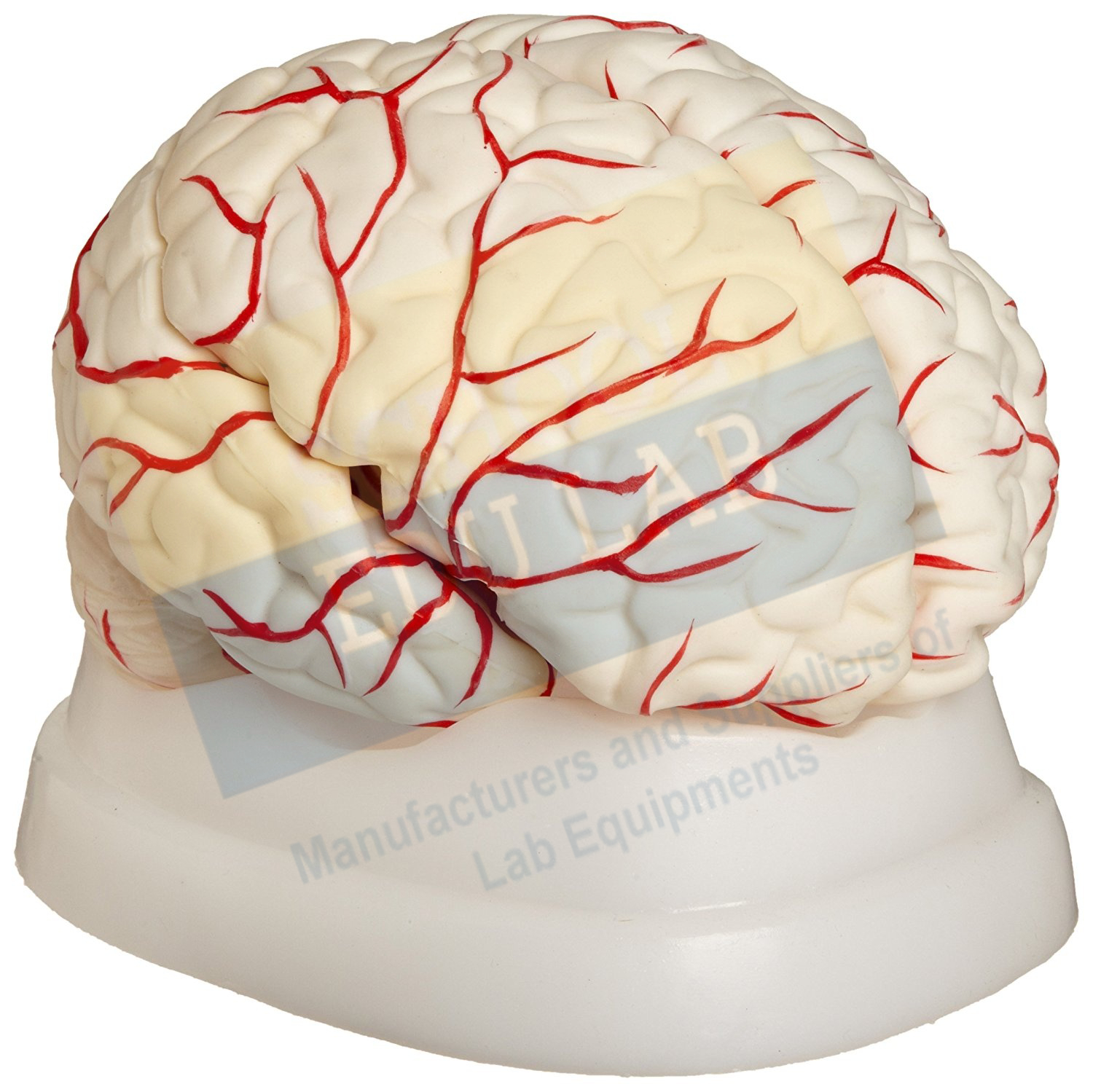 Human Brain Model