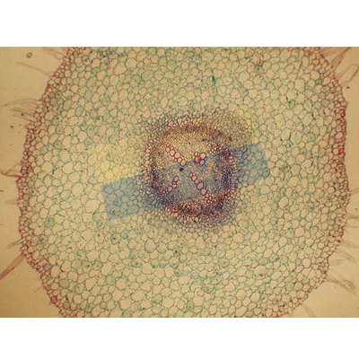 Basic Plant Anatomy Slide