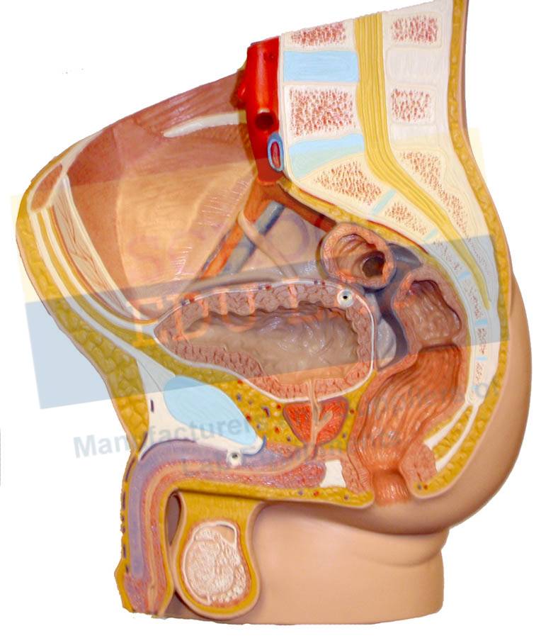 Human Pelvis Male Model