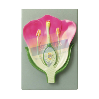 Typical Flower L.S. Model