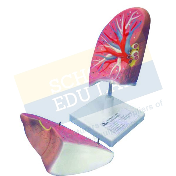 Human Lungs Model