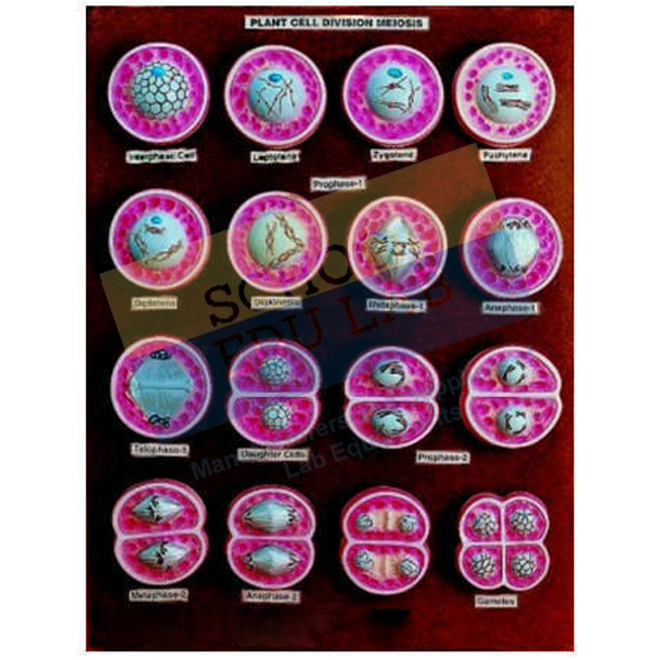 Plant Meiosis Model