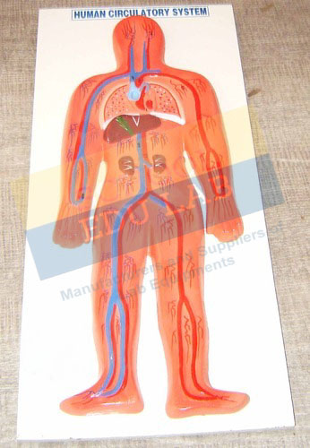 Human Circulatory System Model