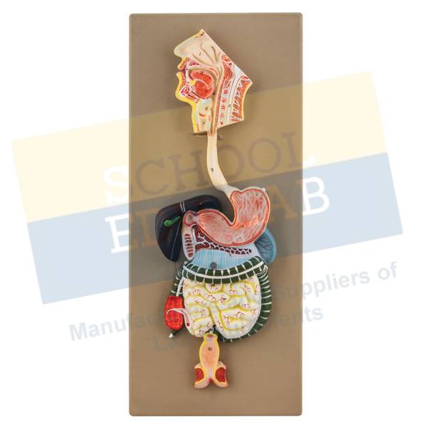 Human Digestive System Model