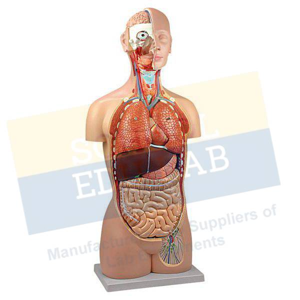 Human Torso Model (Life Size)