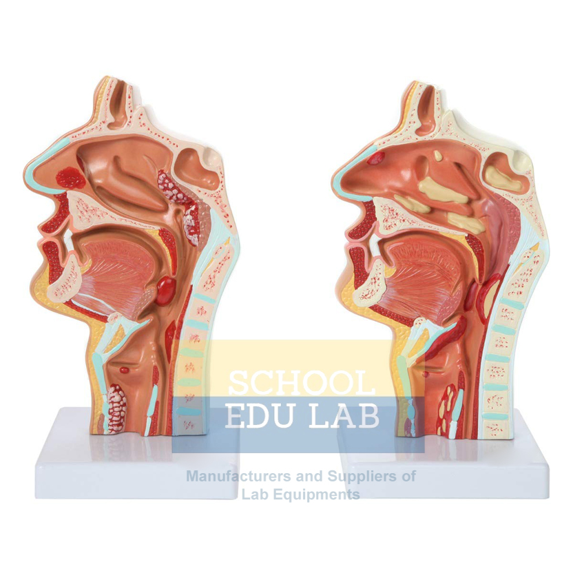 Human Nasal Cavity Model