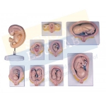 Fetal Development Set Model