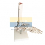 Life Size Foot Joint Model