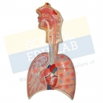 Human Respiratory System Model