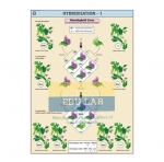 Hybridisation - 1 Chart
