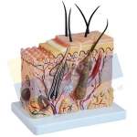 Human Skin Model