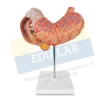 Human Stomach Model