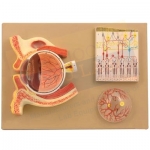 Human Eye Demonstration Model