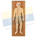 Human Nervous System Model