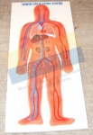 Human Circulatory System Model