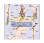 Homologous Organs Animals Chart