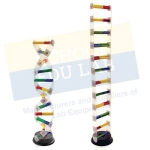 DNA Structure Simulation Kit Model