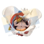 Human Pelvis Female Model